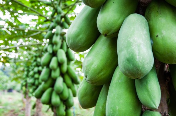 25 Evidence-Based Benefits of Papaya - Well-Being Secrets