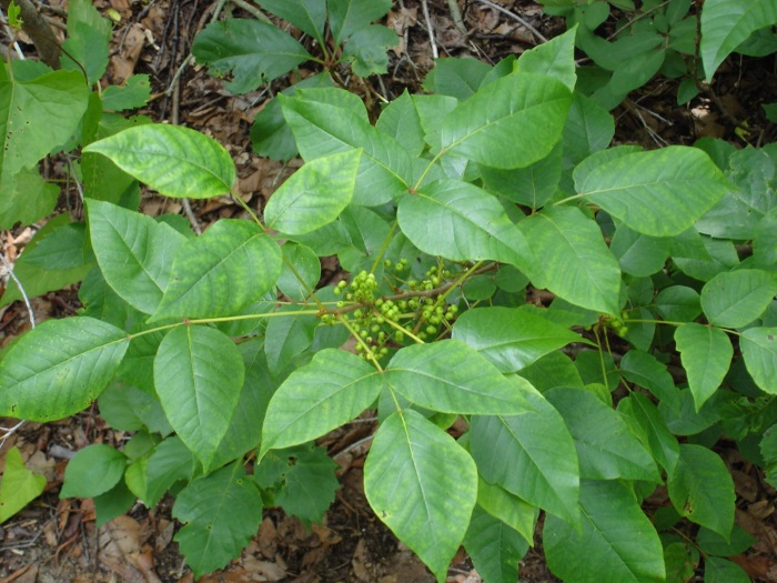 8 Best Natural Treatments for Poison Ivy - Well-Being Secrets