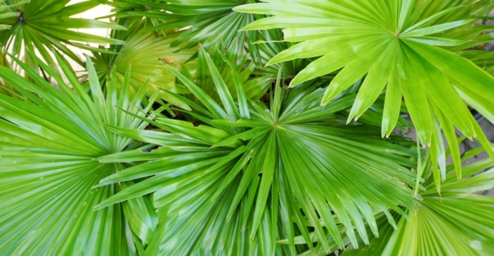 5-evidence-based-benefits-of-saw-palmetto-well-being-secrets