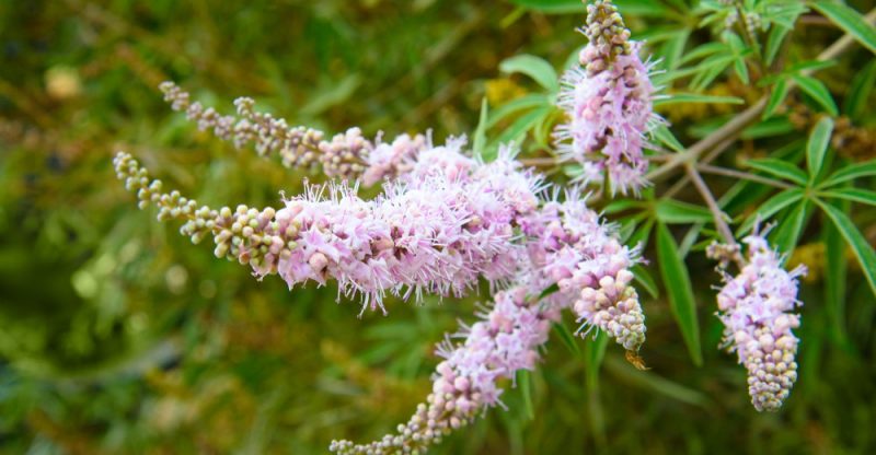 Vitex-Agnus-Castus-Chasteberry-Benefits